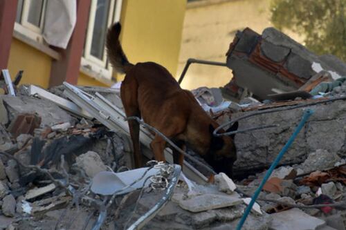 Proteo, el perrito rescatista que murió en Turquía y recibió épico homenaje en un partido de fútbol